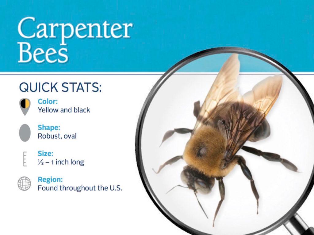 Save some carpenter bees! April 2022