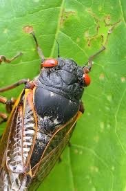 The Cicadas are Back: April 2021